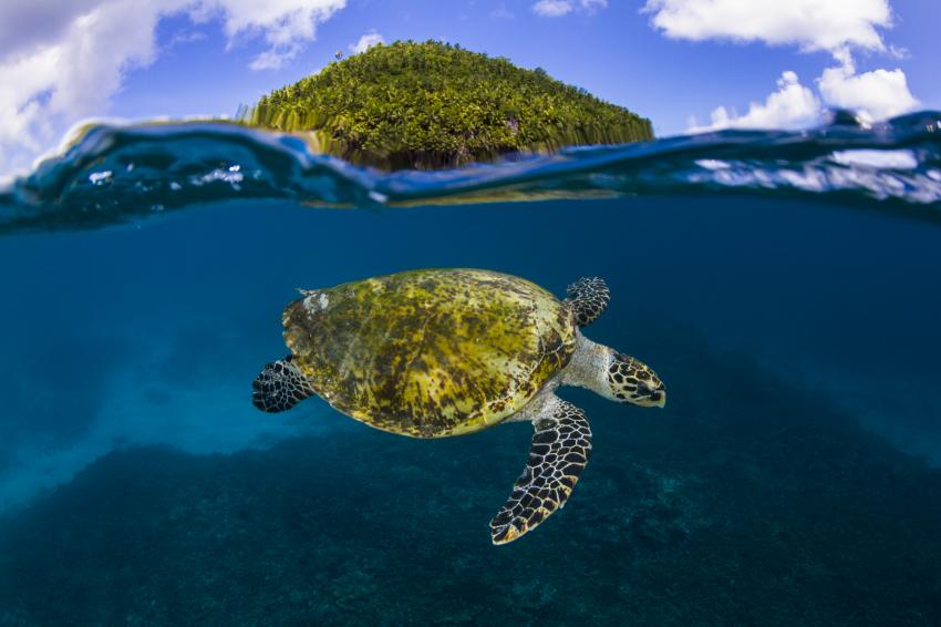 Seychellen Turtle