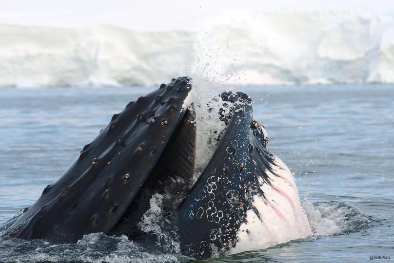 Beste reistijd Antarctica_1280