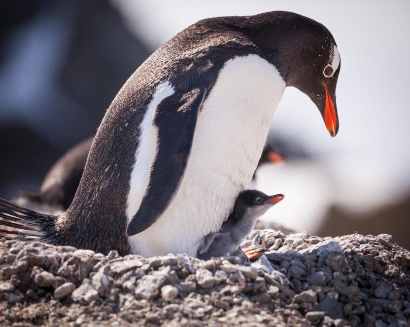 Beste reistijd Antarctica_1279