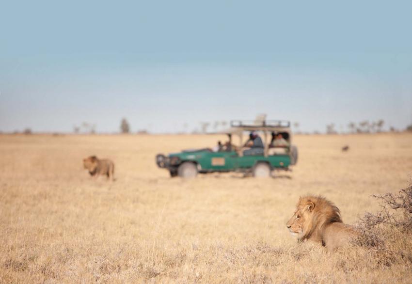 Botswana safari