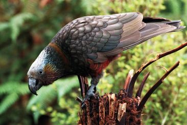 Nieuw-Zeeland kaka parrot