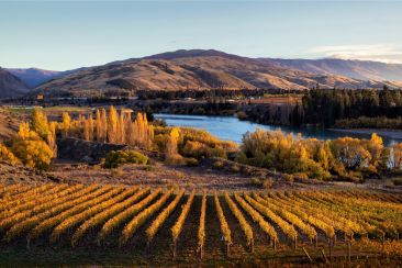 NZ vineyards