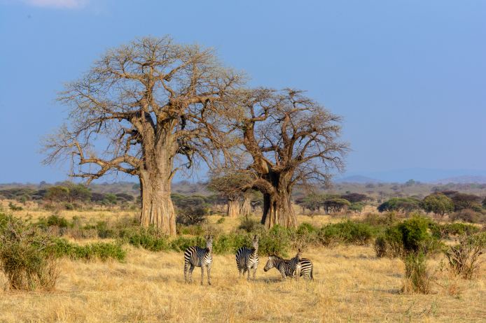 TZ game drives