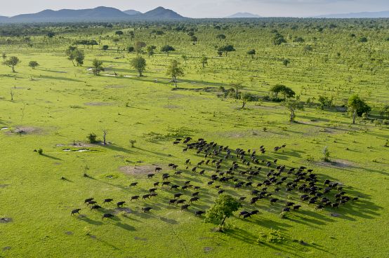 TZ Game drives